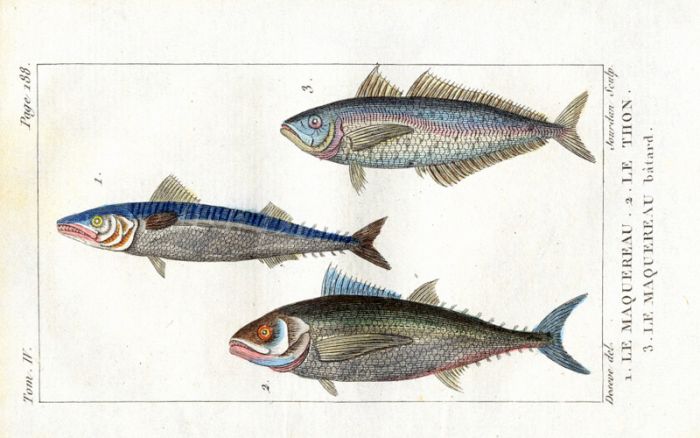 MACKEREL, BLUE-FIN TUNA, SPANISH MACKEREL print