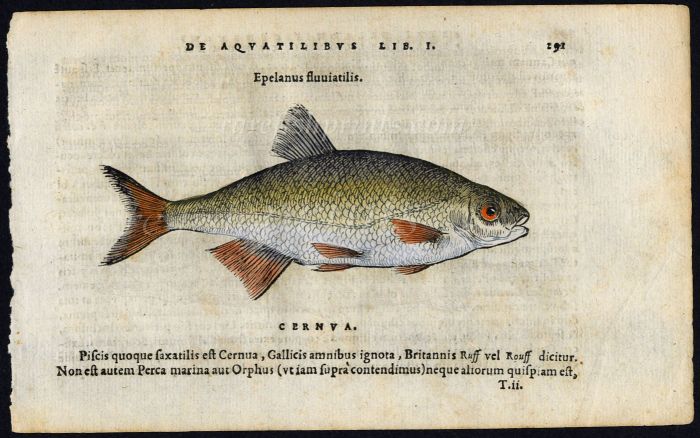 BELON WOODCUT FISH PRINTS - THE RUDD 1553