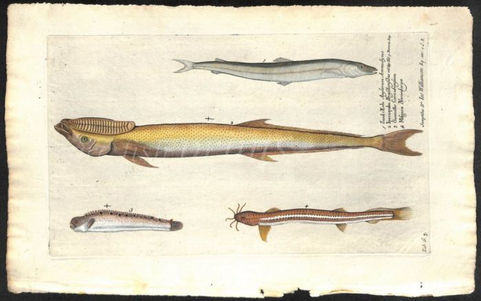 THE SAND EEL & REMORA print