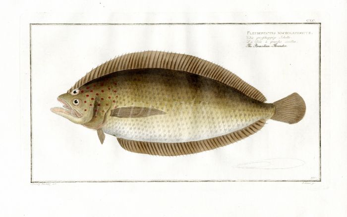 THE BRAZILIAN FLOUNDER Bloch fish print  (Pleuronectes Macrolepidoyus)