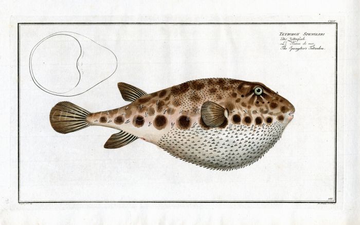 THE PUFFERFISH - SPENGLER'S TETRODON - Bloch fish print 1786  (Tetrodon Spengleri)