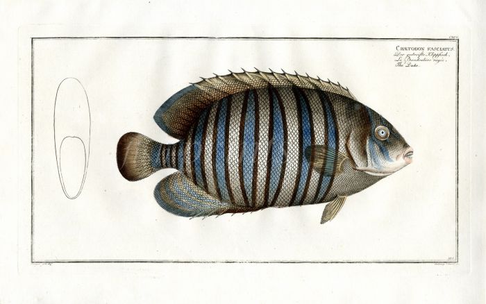 THE DUKE BUTTERFLYFISH Bloch fish print     (Chaetodon Faclatus)