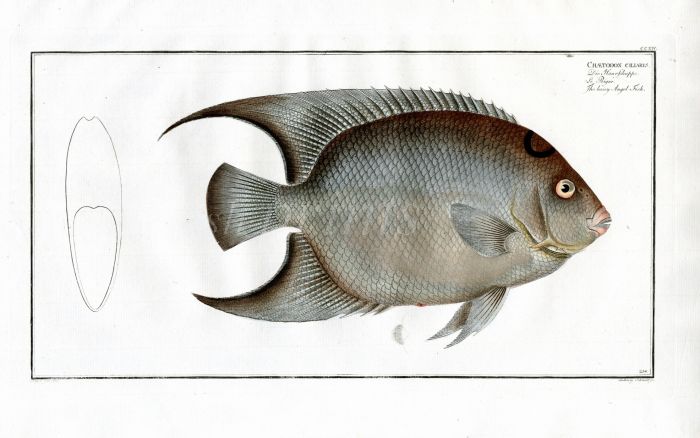 THE ANGEL FISH  Bloch fish print 1790 (CHAETODON CILIARIS))