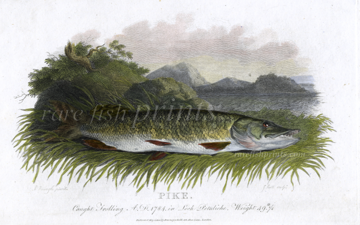 BEAUTIFUL RARE ENGRAVING OF A SCOTTISH LOCH PIKE 1801