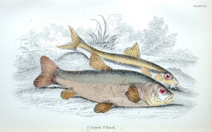 TENCH & GUDGEON