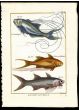 THREADFIN & PARADISE FISH print