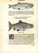 RONDELET FISH PRINT - THE ARCTIC CHAR  - WOODCUT 1558