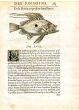 RONDELET FISH PRINT - JOHN DORY ZEUS FABER - WOODCUT 1558