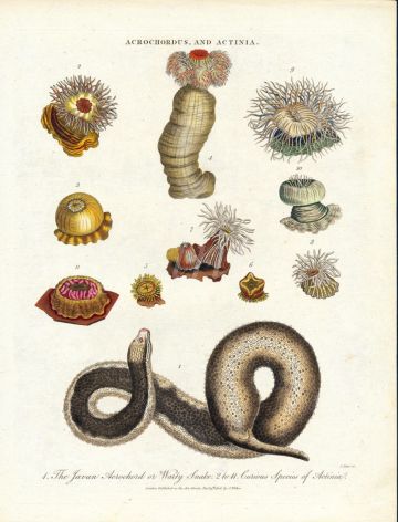 WILKS ENCY. LONDINENSIS - MARINE LIFE: ACROCHDUS AND ACTINIA - JAVA WART SNAKE & ACTINA SEA ANEMONES print 1726 - 1828