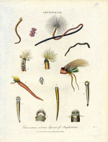 J. WILKES - ENCYCLOPAEDIA LONDINENSIS - MARINE LIFE: AMPHITRITE - MARINE WORMS print 1726 - 1828