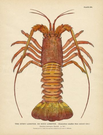 TODD: THE SPINY LOBSTER, OR ROCK LOBSTER print 1884