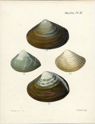 SOWERBY - CONCHOLOGY: MACTRA - SALTWATER EDIBLE CLAMS shell print 1855
