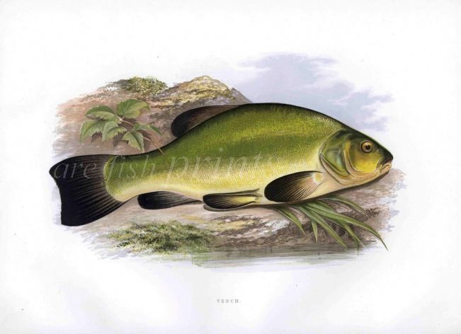 THE TENCH print