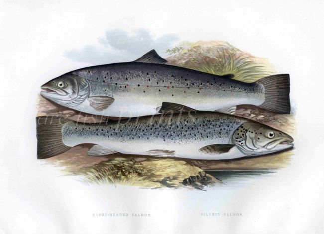 THE SHORT-HEADED & SILVERY SALMON print