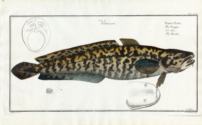 THE BURBOT Bloch fish print (Gadus Lota)