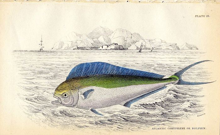 JARDINE/LIZARS - THE ATLANTIC CORYPHAENE or DOLPHIN fish print 1843