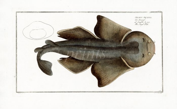 THE ANGEL FISH print -  Bloch fish print 1758 (Squalus Squatina)