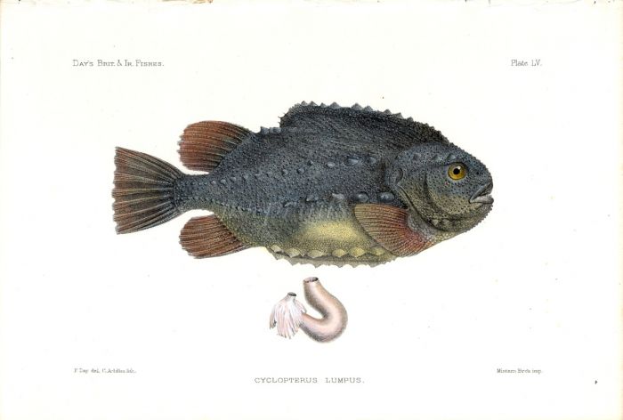 THE LUMPFISH - CYCLOPTERUS LUMPUS fish print