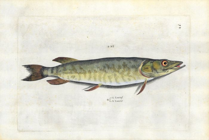 SALVIANI - THE PIKE fish print (Lucius) 1554