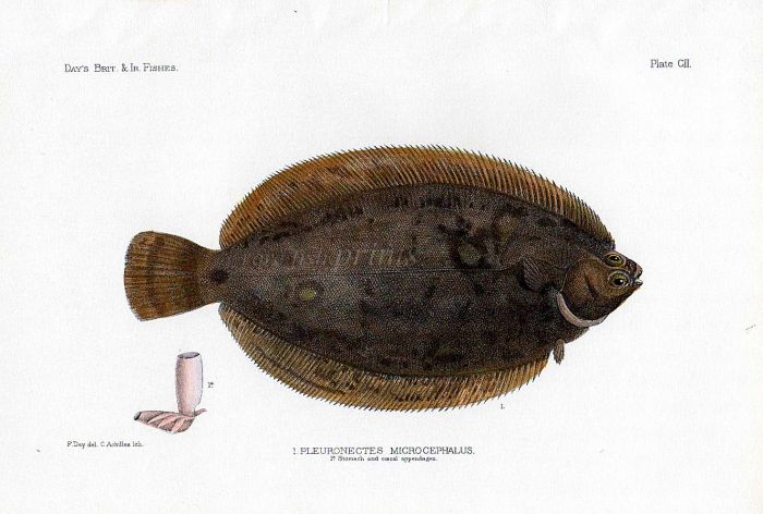 THE LEMON SOLE - PLEURONECTES fish print