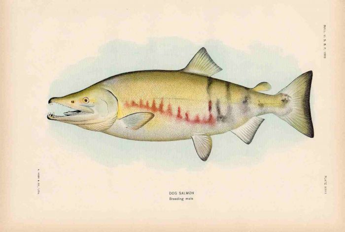 DOG SALMON print (breeding male)
