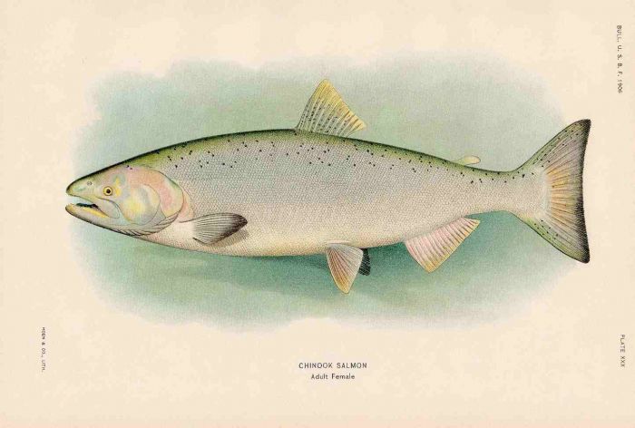 CHINOOK SALMON print (adult female)