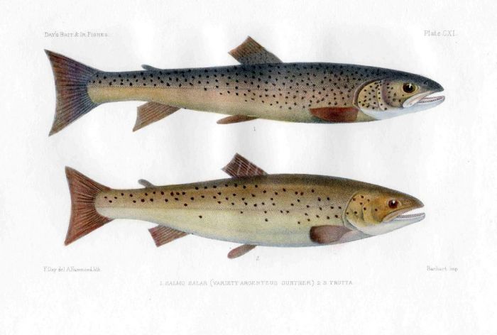 THE SILVERY SALMON & SEA TROUT print