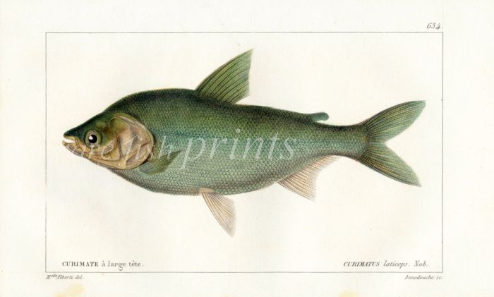 CUVIER - THE TOOTHLESS CHARACIA fish print
