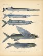 GARFISH, HALFBEAK & FLYING FISH print