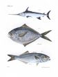 THE SWORDFISH, HARVEST & BLUEFISH fish print