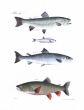 BROOK TROUT,  ARGENTINE, SEA & LAKE SALMON, TROUT fish print