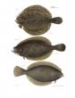 TURBOT, FLOUNDER, PIGMY FLATFISH print