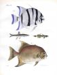 BANDED EPHIPPUS, DACE, GOBY, MOONFISH print