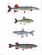 COMMON & BANDED PICKEREL, DACE, SPAWNEATER fish print