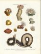 WILKS ENCY. LONDINENSIS - MARINE LIFE: ACROCHDUS AND ACTINIA - JAVA WART SNAKE & ACTINA SEA ANEMONES print 1726 - 1828