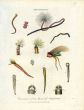 J. WILKES - ENCYCLOPAEDIA LONDINENSIS - MARINE LIFE: AMPHITRITE - MARINE WORMS print 1726 - 1828