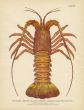 TODD: THE SPINY LOBSTER, OR ROCK LOBSTER print 1884