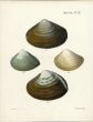 SOWERBY - CONCHOLOGY: MACTRA - SALTWATER EDIBLE CLAMS shell print 1855