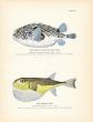 THE SWELL or BURR FISH & RABBIT-FISH print (box & pufferfish)