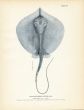 THE SOUTHERN STINGRAY fish print (Trygon sabina)