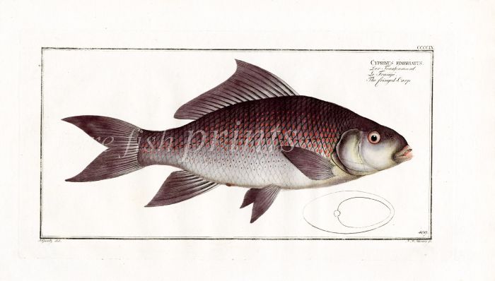 THE FRINGED CARP fish print  1795 (Cyprinus Fimbriatus) 