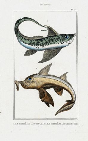 LACÉPÈDE CHIMERA print