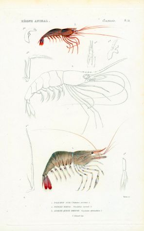 CUVIER - THE COMMON PRAWN print (PALAEMON SERRATUS) 1817 - 1849