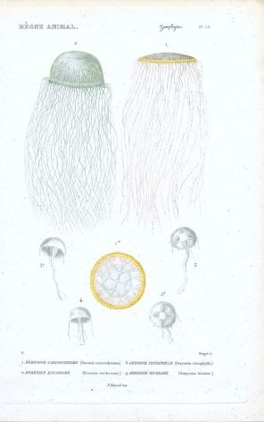 CUVIER: ZOOPHYTES: Pl. 53 Berenix, Geryonia - JELLYFISH print 1817 - 1849