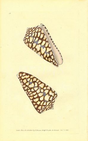 DONOVAN - CONCHOLOGY - MARBLED CONE shell print 1822 - 1827
