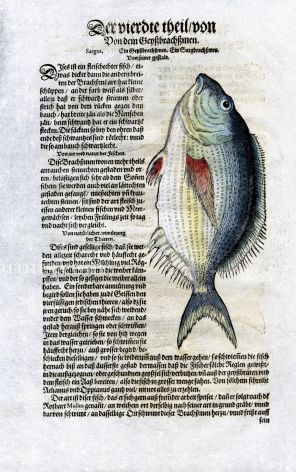 1598 GESNER FISH PRINT - THE SARGUS SEA BREAM