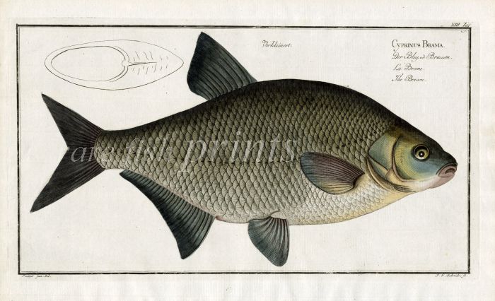 THE BRONZE BREAM or COMMON BREAM Bloch fish print 1758 (Cyprinus Brama)