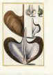 GUALTIERI - CONCHOLOGY: CONCHA TRISIDOS SHELL print 1742