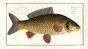 THE COMMON CARP Bloch fish print 1758 (Cyprinus Carpio)