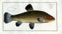 THE TENCH Bloch fish print 1758 (Cyprinus Tinca)